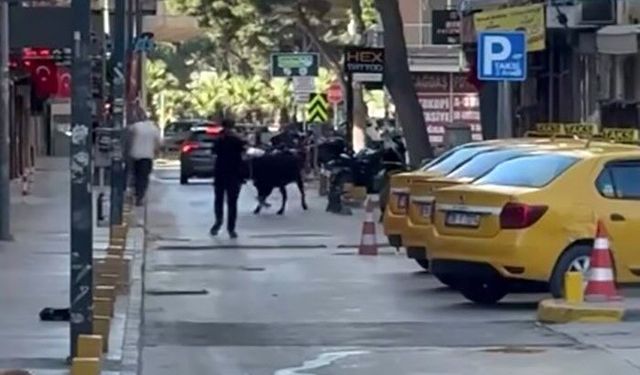 Bornova’da kaçan kurbanlık dana Küçükpark’ta panik yarattı