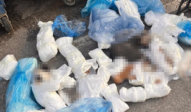 Buca’da 33 kedinin ölü bulunmasına ilişkin soruşturmada tutuklama