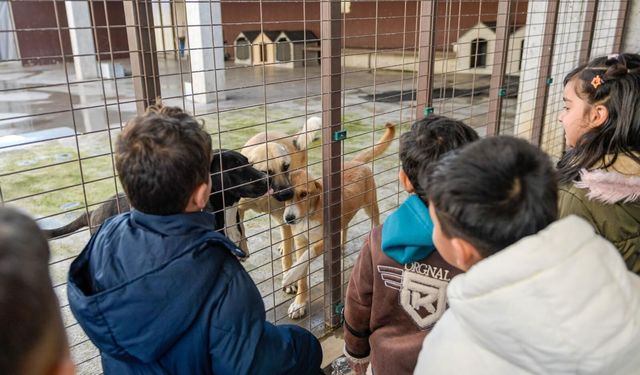 Dikili’ye sokak hayvanları kampüsü geliyor