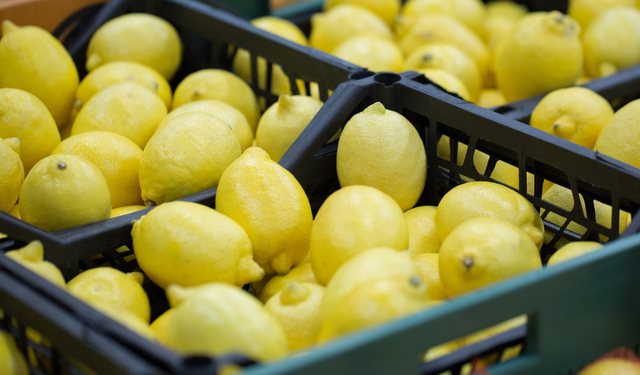 Limon ihracatında 500 milyon dolar hedefi