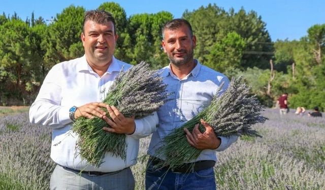 Seferihisar mor renklere bürünecek: Lavanta Hasat Şenliği için geri sayım başladı