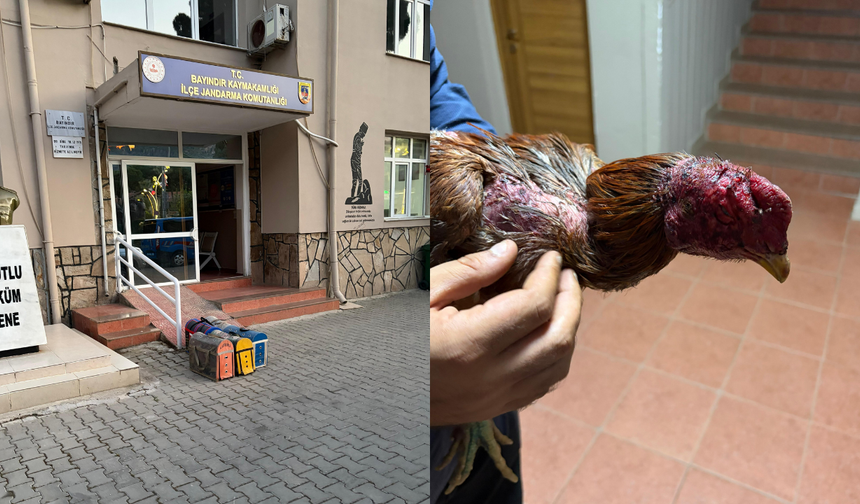 Bayındır’da kaçak horoz dövüşü operasyonu: 3 gözaltı