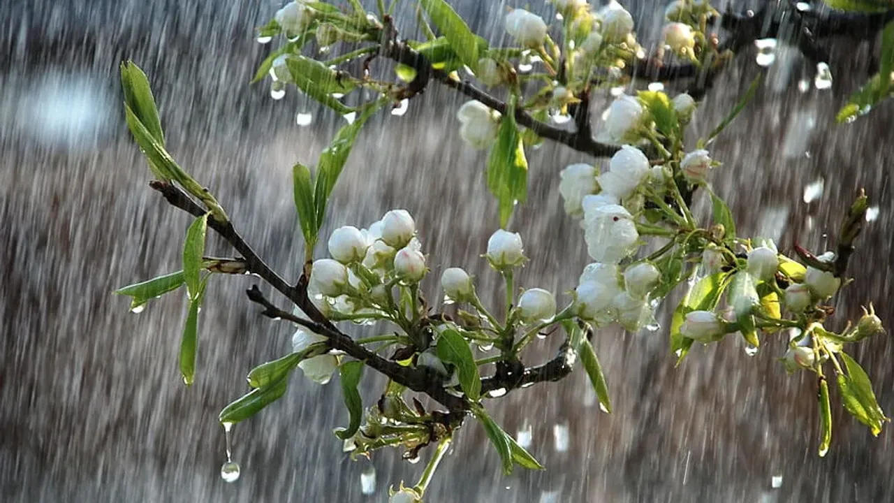Desktop Wallpaper Spring Showers Spring Rain 2